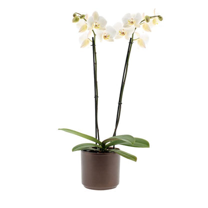 Phalaenopsis Leeds Ø12