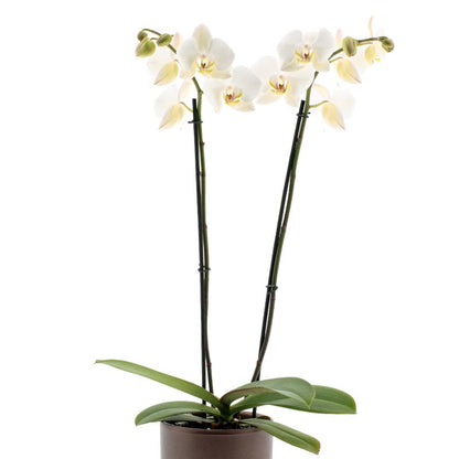 Phalaenopsis Leeds Ø12