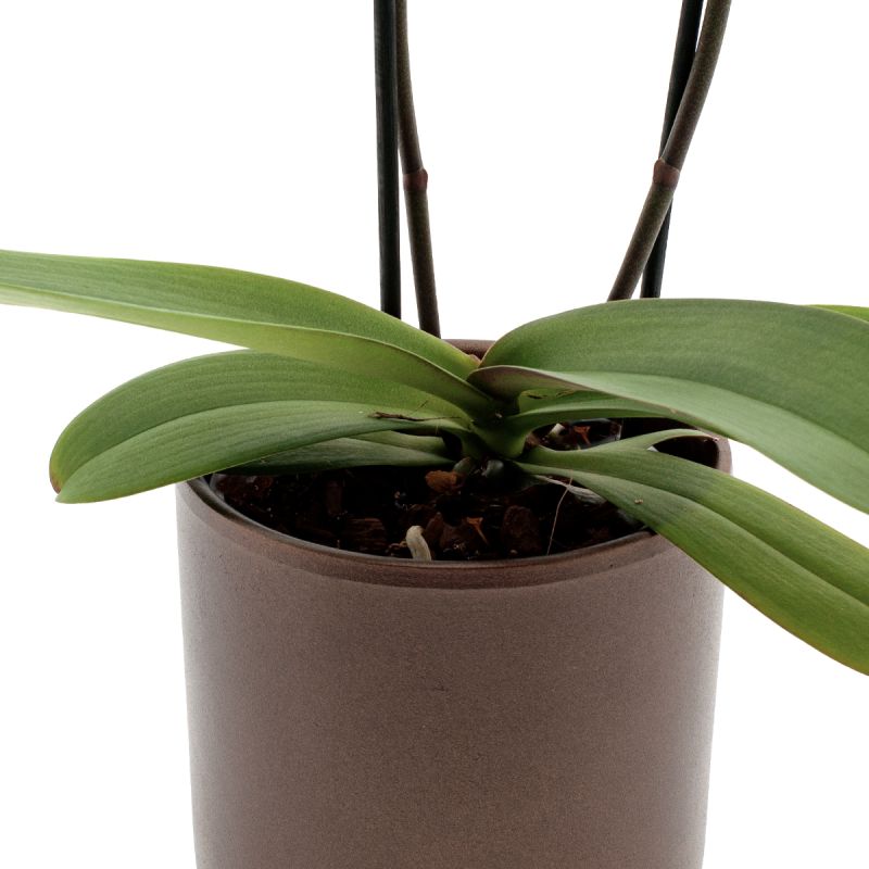 Phalaenopsis Leeds Ø12