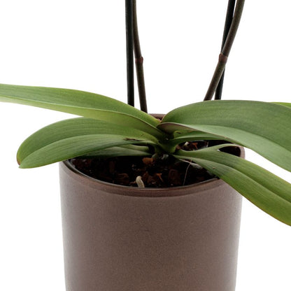 Phalaenopsis Leeds Ø12