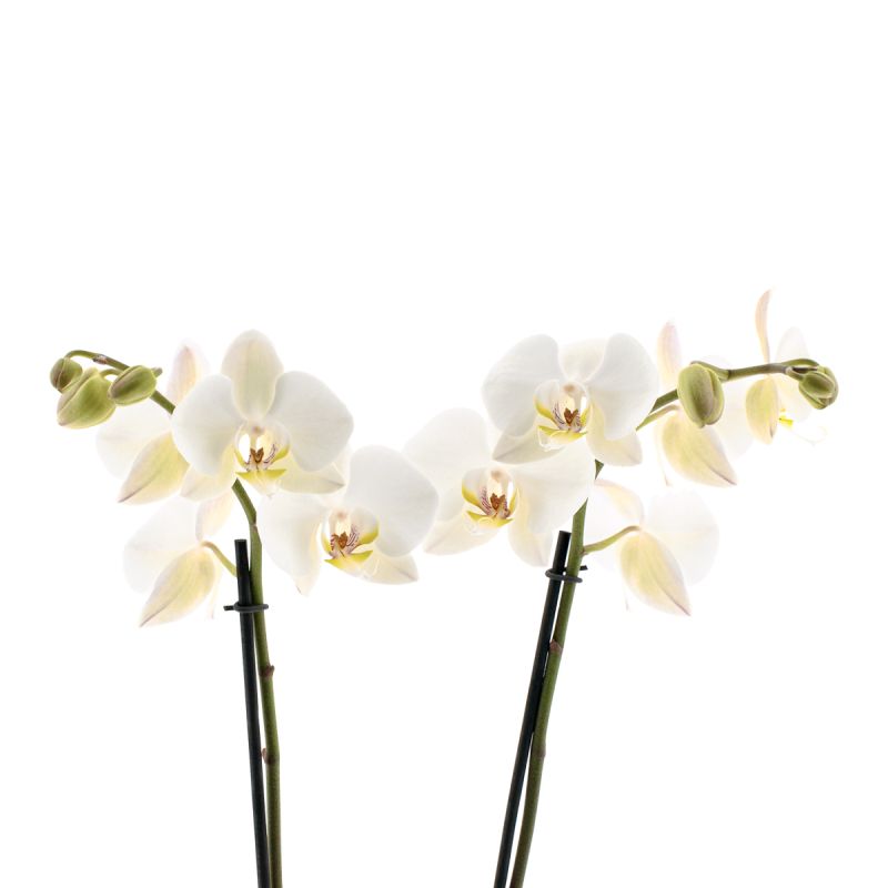 Phalaenopsis Leeds Ø12