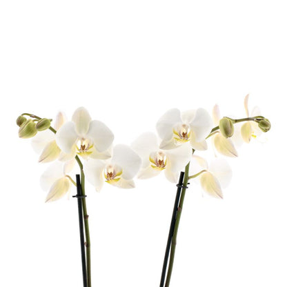 Phalaenopsis Leeds Ø12