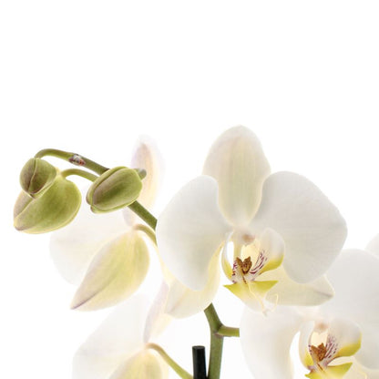 Phalaenopsis Leeds Ø12