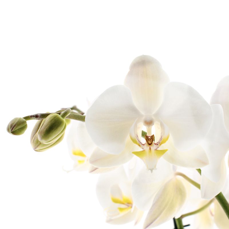 Phalaenopsis Leeds Ø12