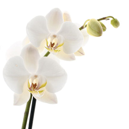 Phalaenopsis Leeds Ø12