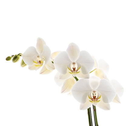 Phalaenopsis Leeds Ø12