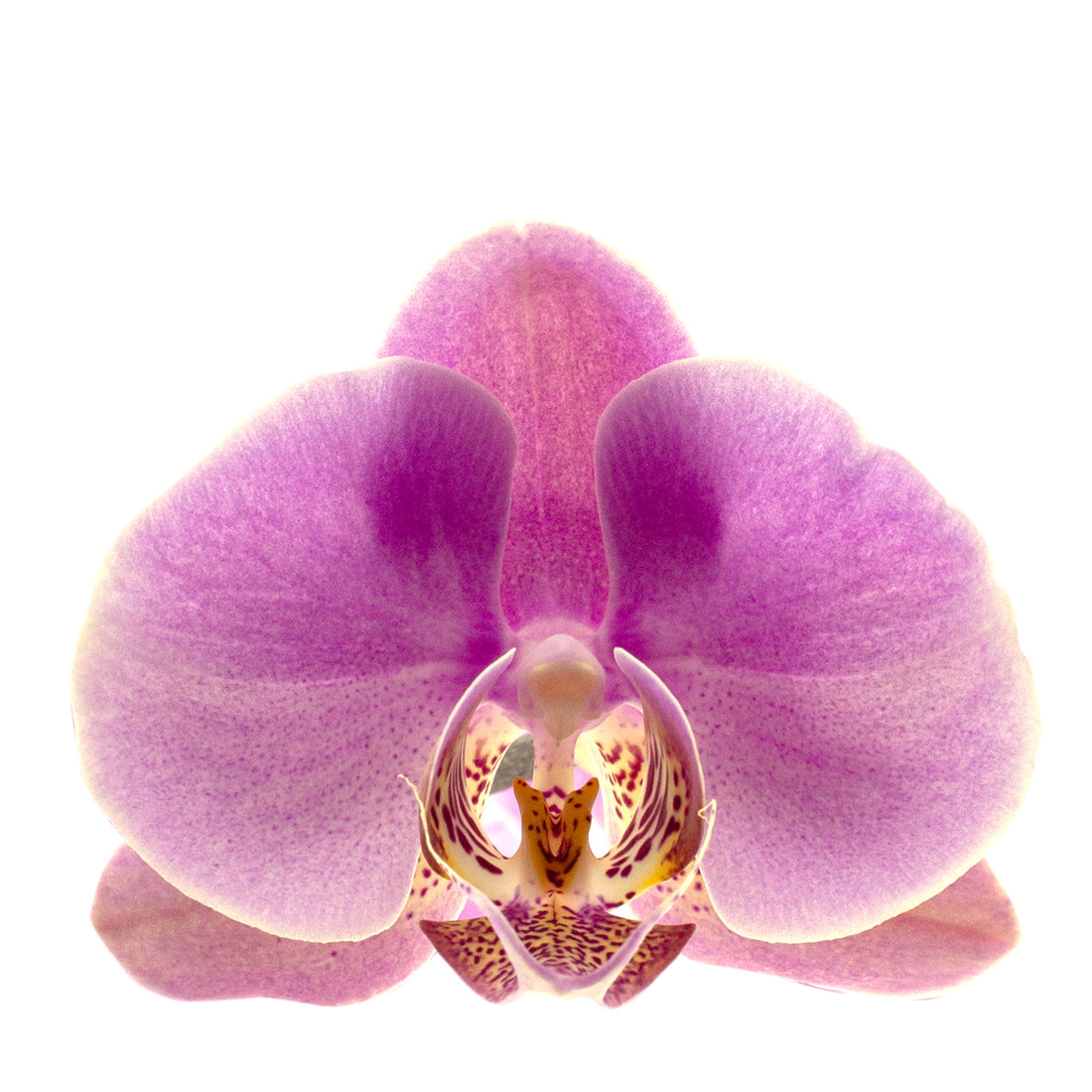 Phalaenopsis Marina Ø12