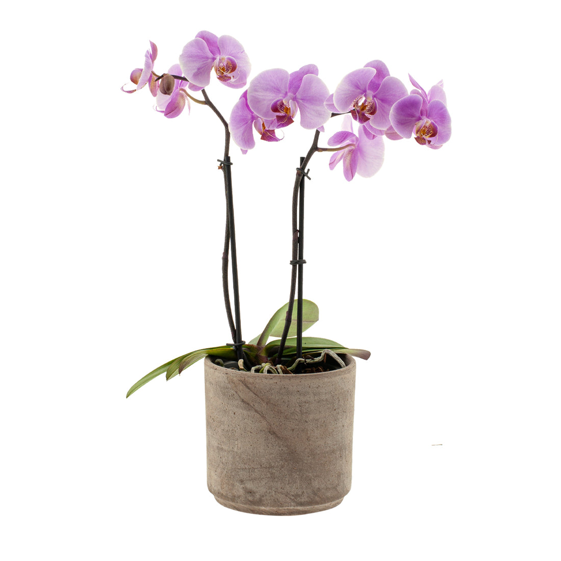 Phalaenopsis Marina Ø12