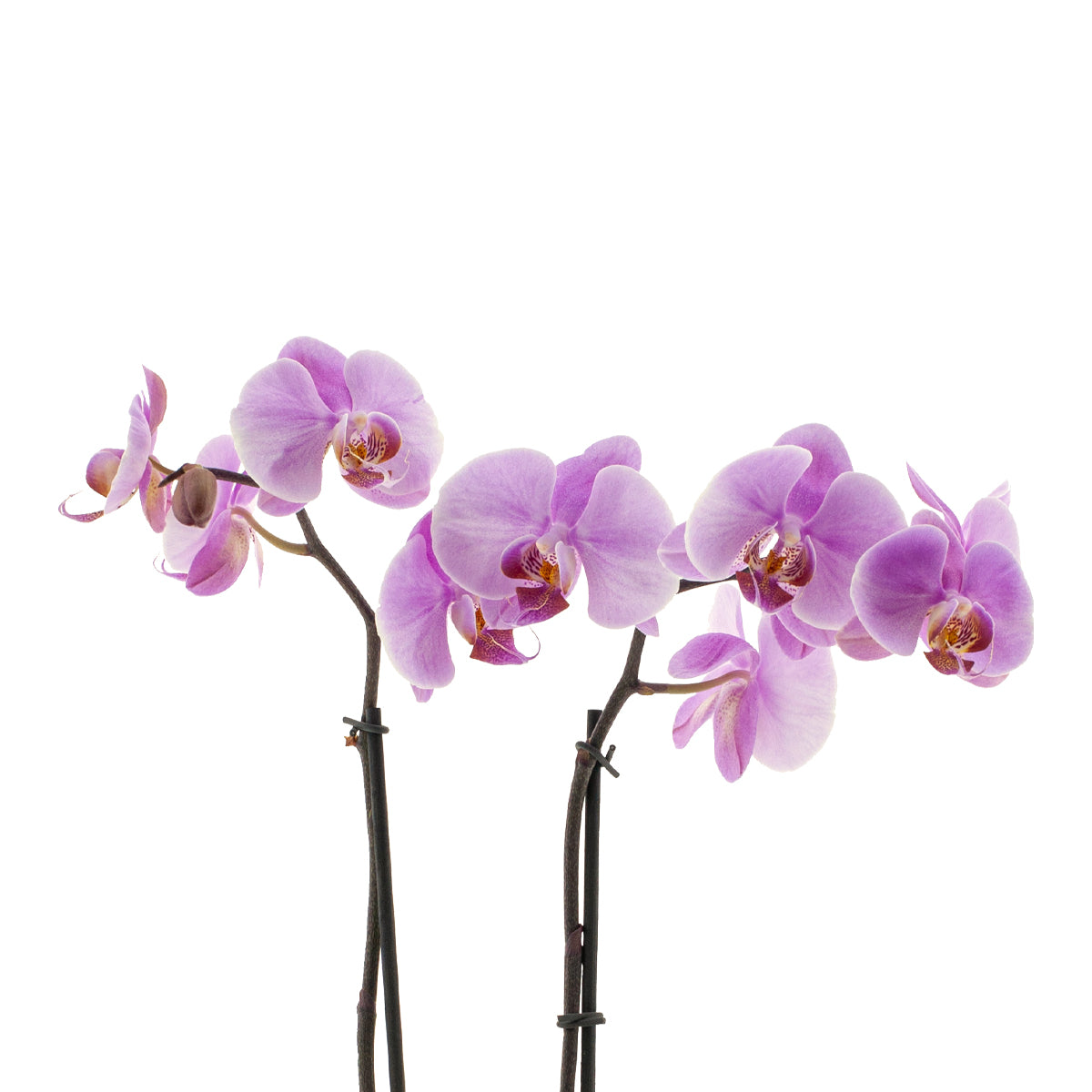 Phalaenopsis Marina Ø12
