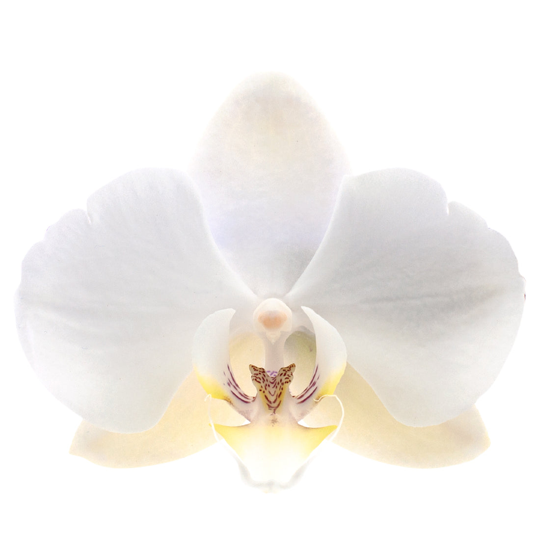 Phalaenopsis Lumion Ø12