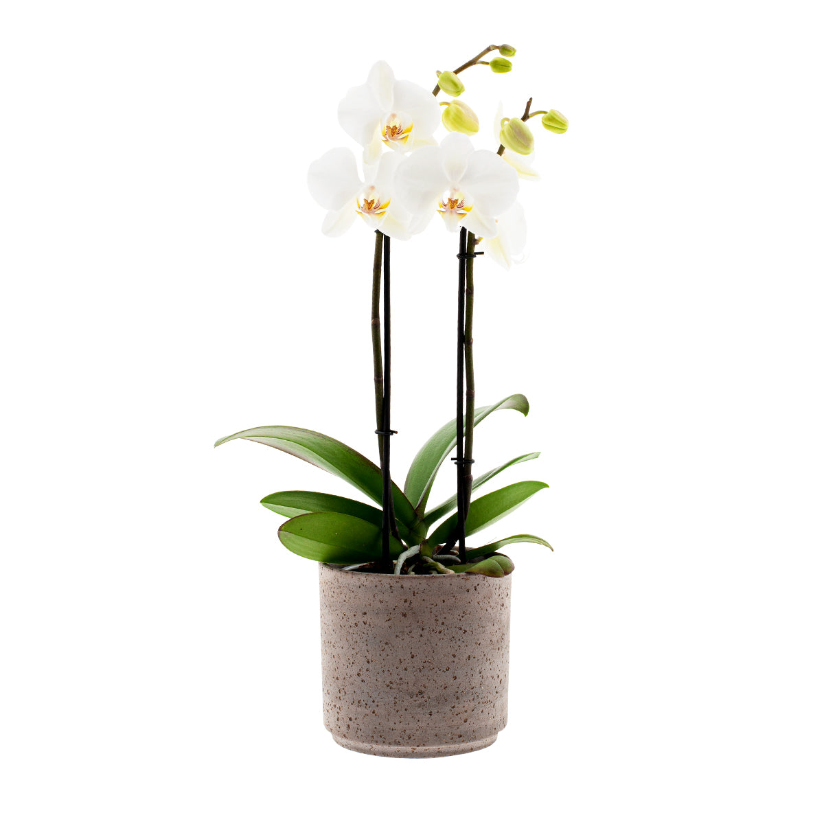 Phalaenopsis Lumion Ø12