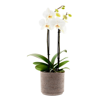 Phalaenopsis Lumion Ø12