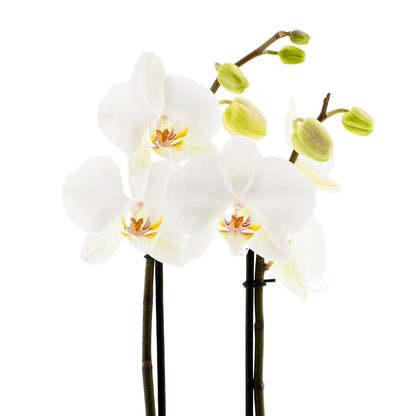 Phalaenopsis Lumion Ø12
