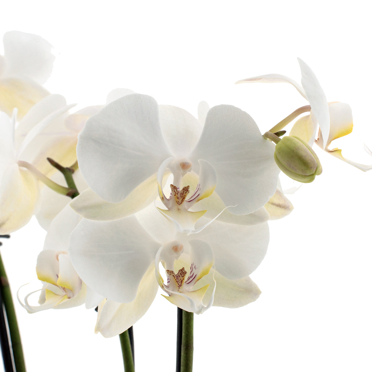 Phalaenopsis Lumion Ø12