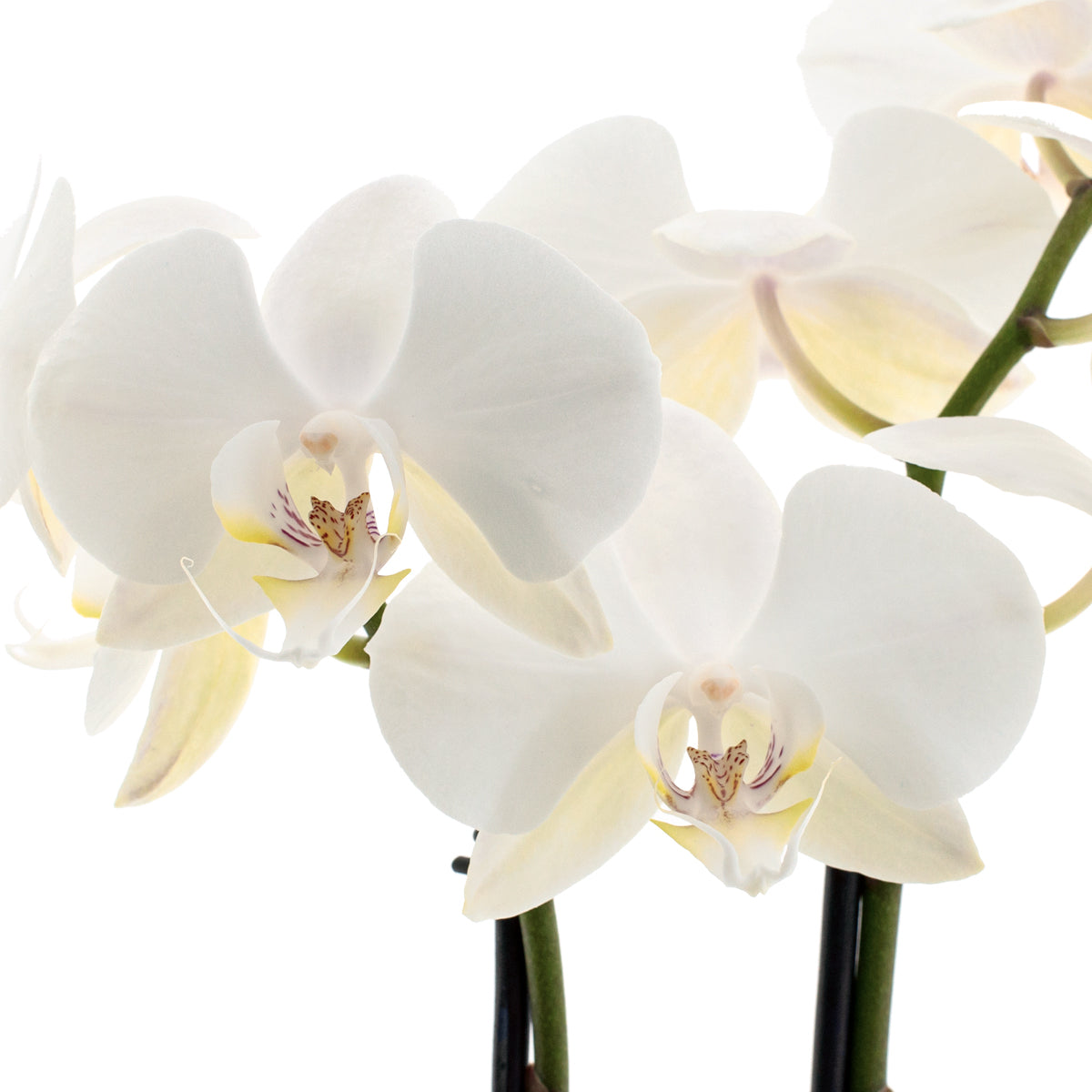 Phalaenopsis Lumion Ø12