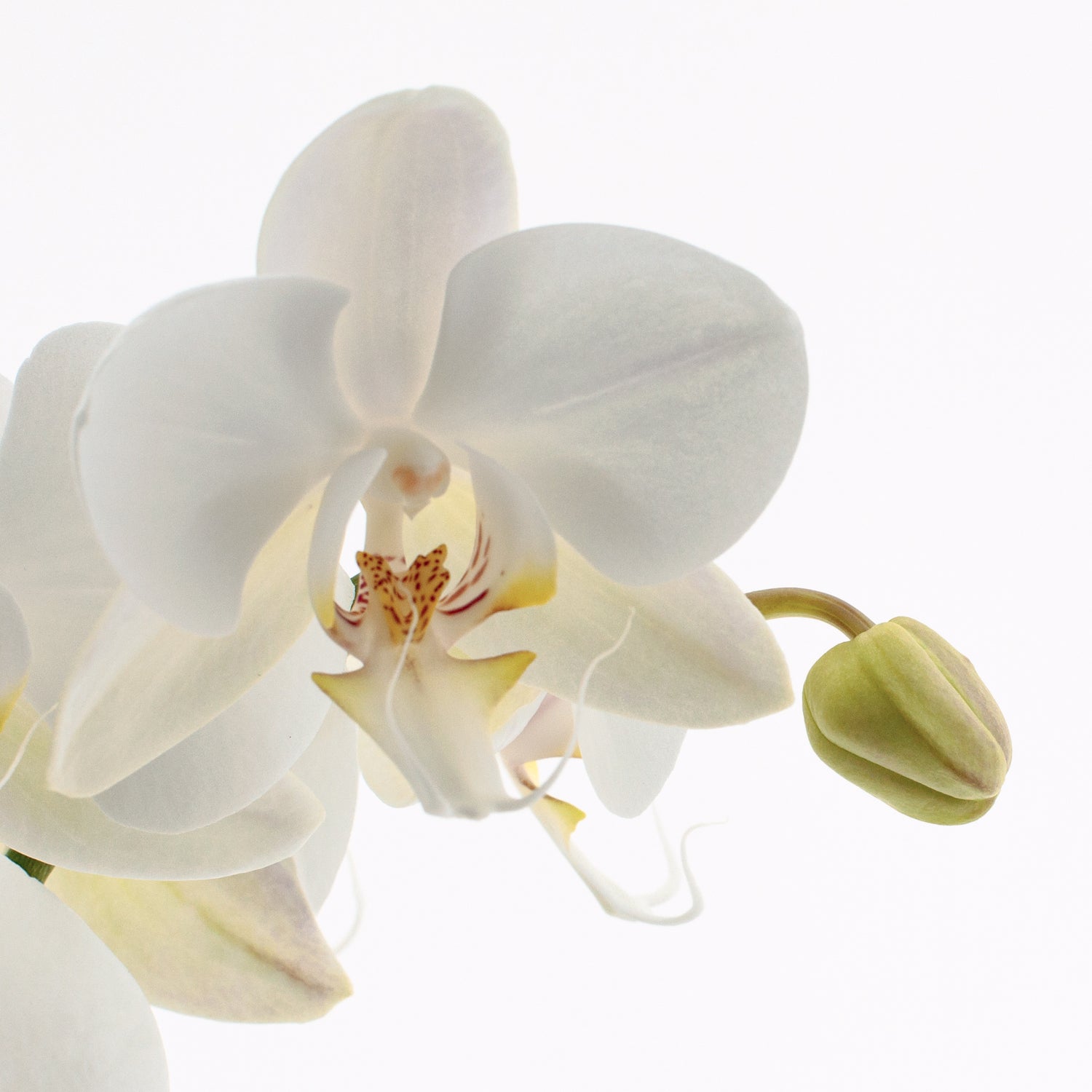 Phalaenopsis Lumion Ø12