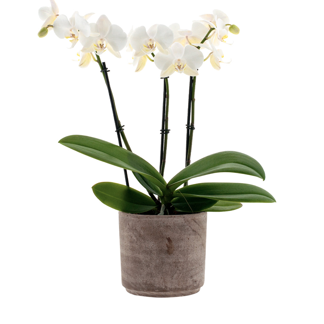 Phalaenopsis Lumion Ø12