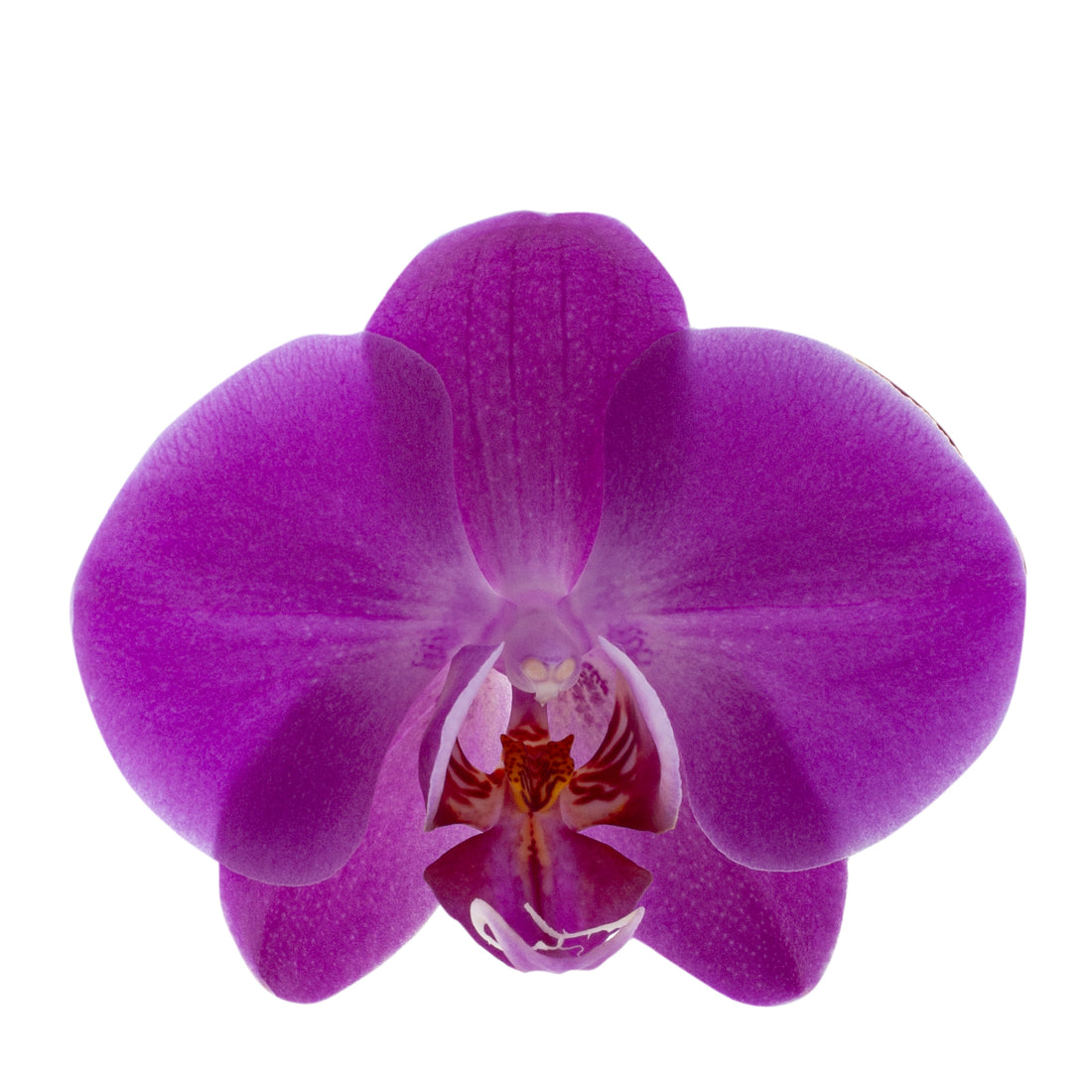 Phalaenopsis Mara Ø12