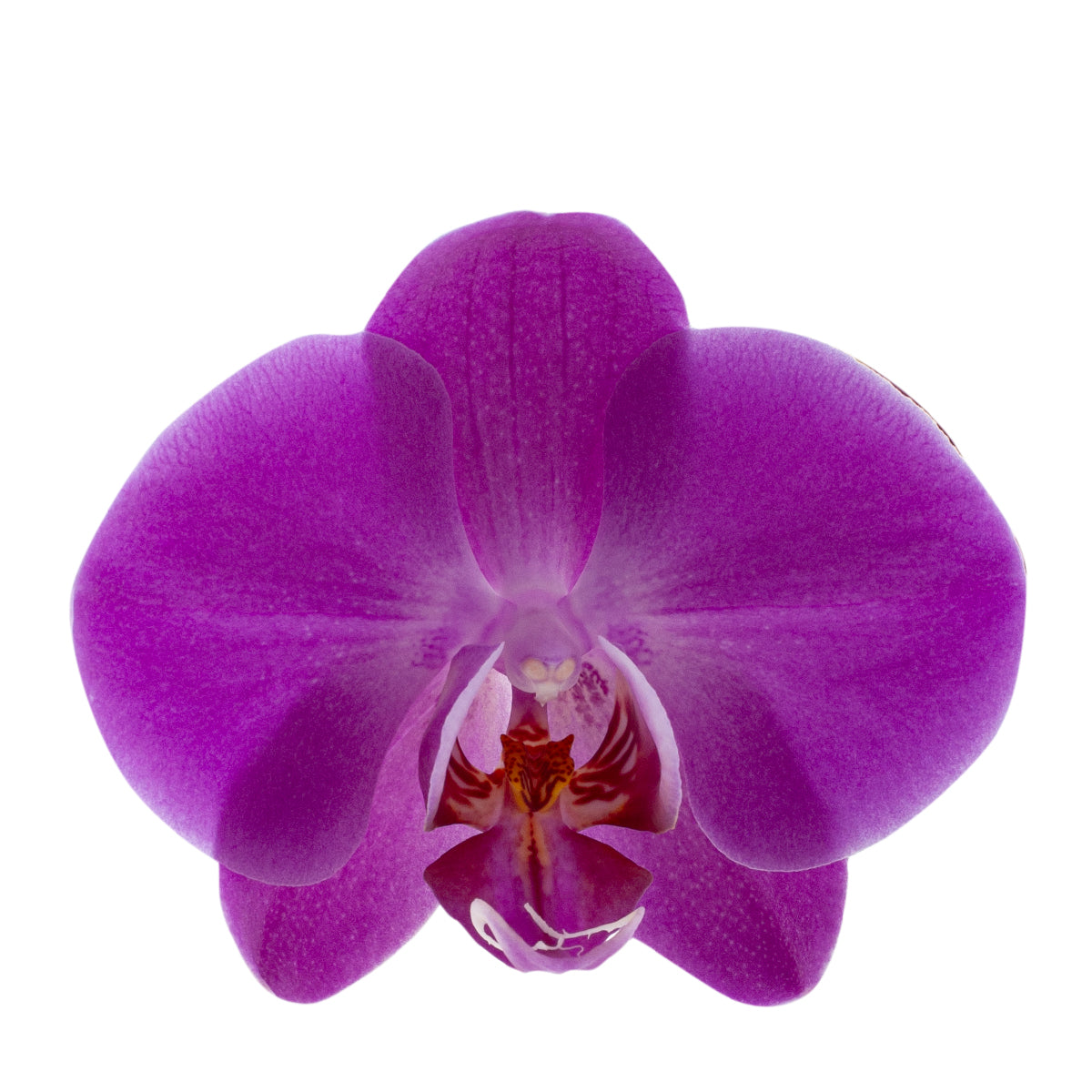 Phalaenopsis Mara Ø12