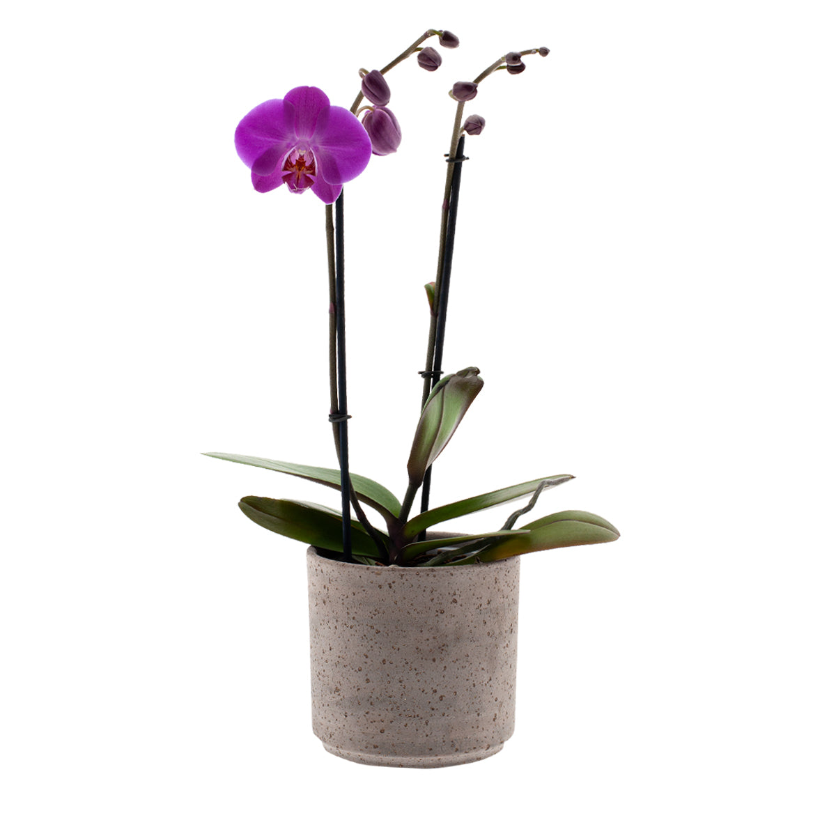 Phalaenopsis Mara Ø12