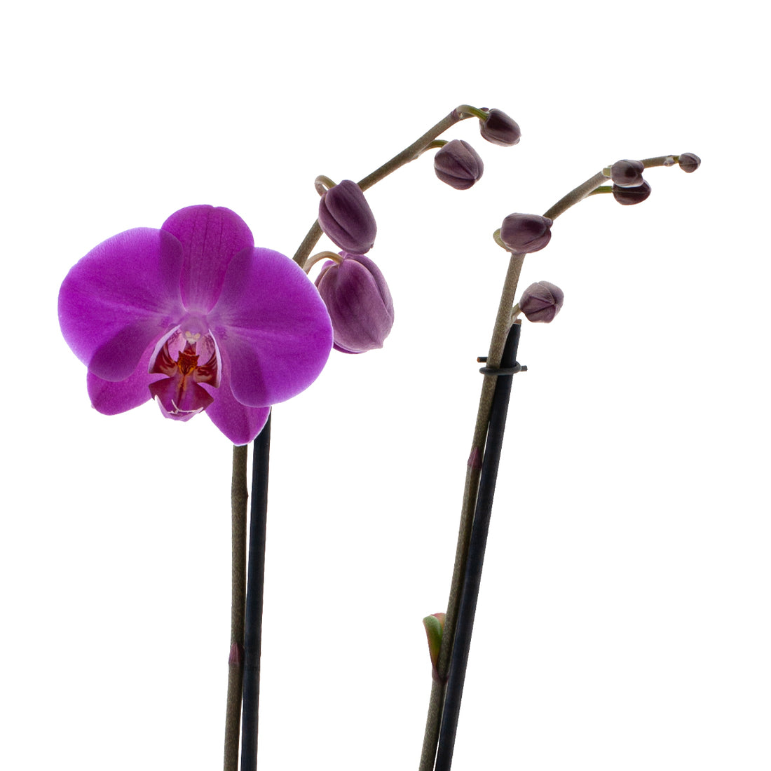 Phalaenopsis Mara Ø12