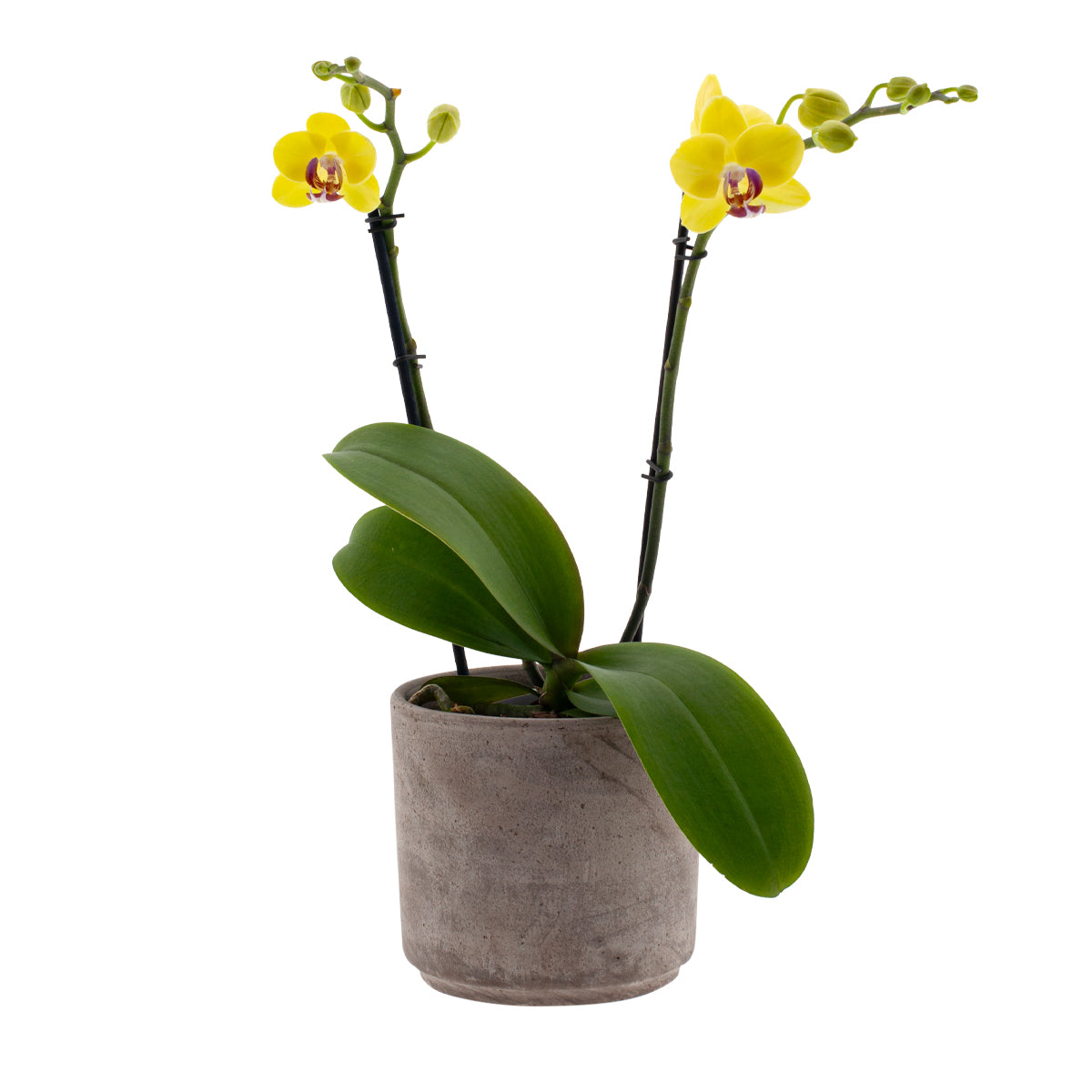 Phalaenopsis Gaia Ø12