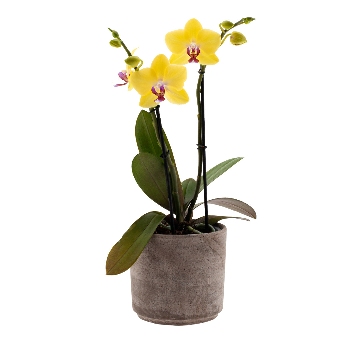 Phalaenopsis Giorgia Ø12