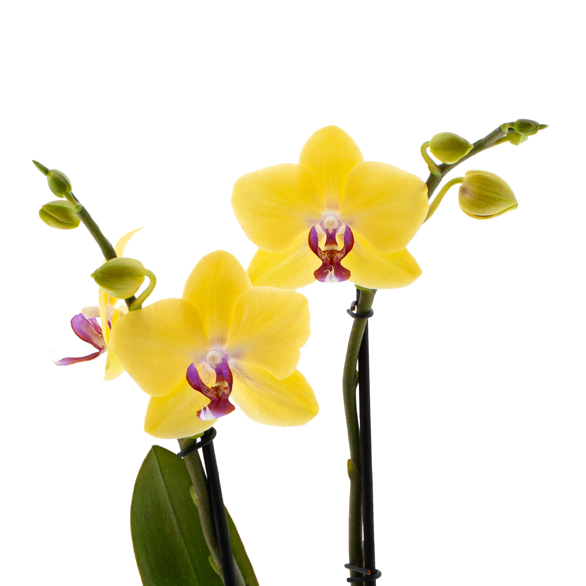 Phalaenopsis Giorgia Ø12