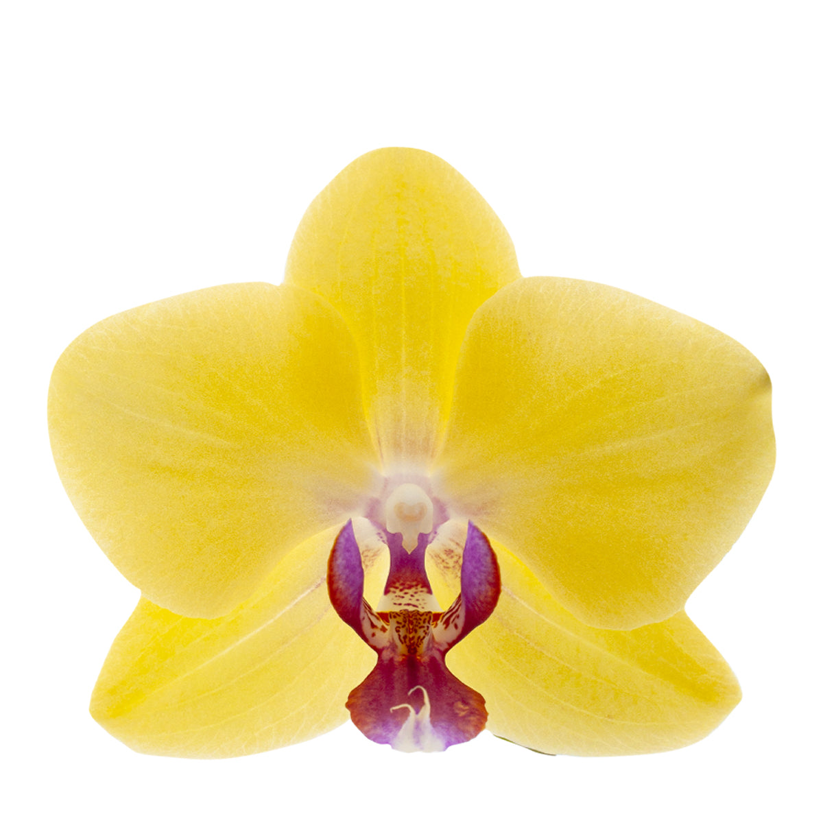 Phalaenopsis Giorgia Ø12