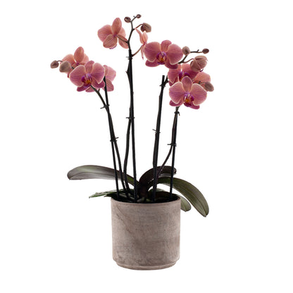 Phalaenopsis Angela Ø12