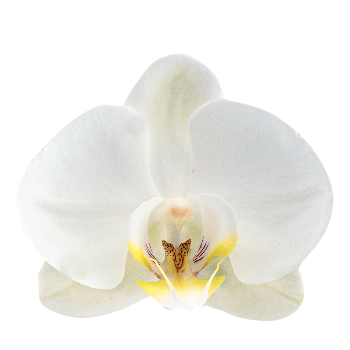 Phalaenopsis Claudia Ø12