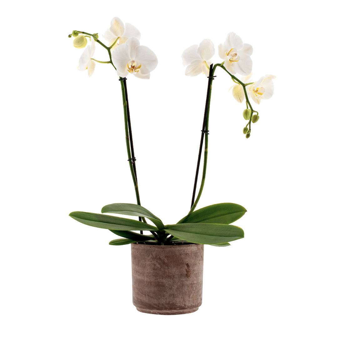 Phalaenopsis Claudia Ø12