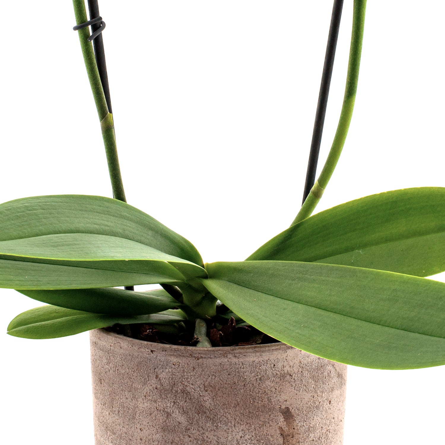 Phalaenopsis Claudia Ø12