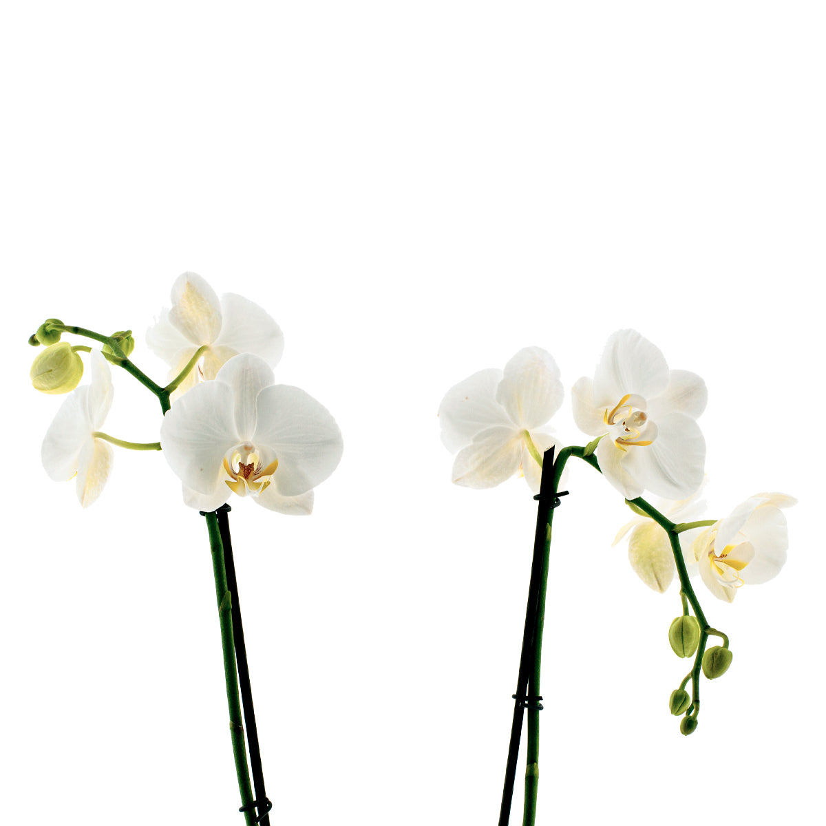 Phalaenopsis Claudia Ø12