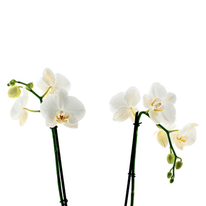 Phalaenopsis Claudia Ø12