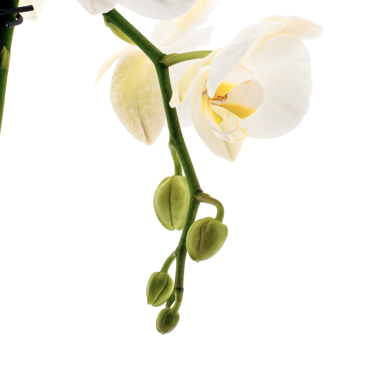 Phalaenopsis Claudia Ø12