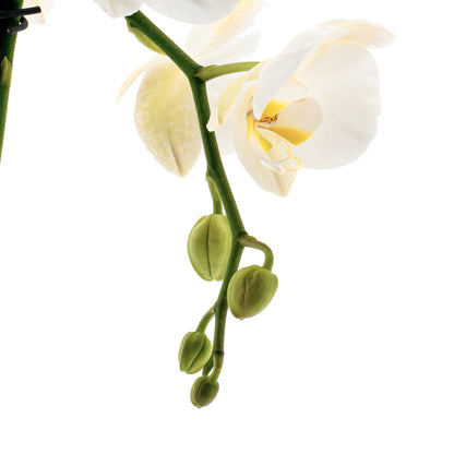 Phalaenopsis Claudia Ø12