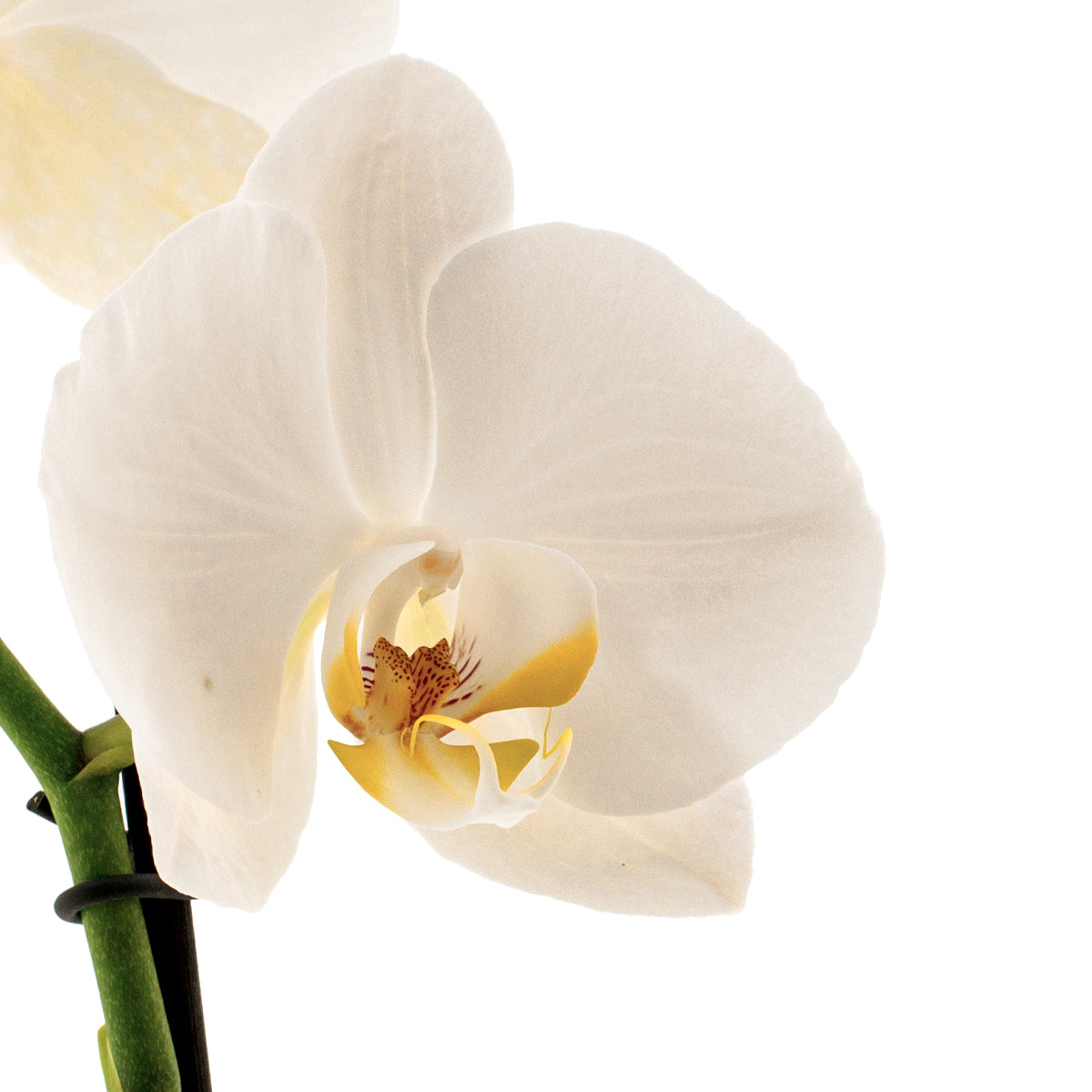 Phalaenopsis Claudia Ø12