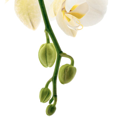 Phalaenopsis Claudia Ø12