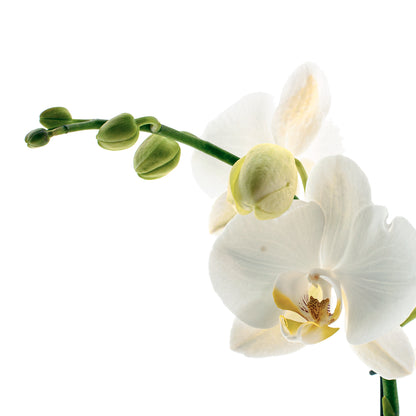 Phalaenopsis Claudia Ø12