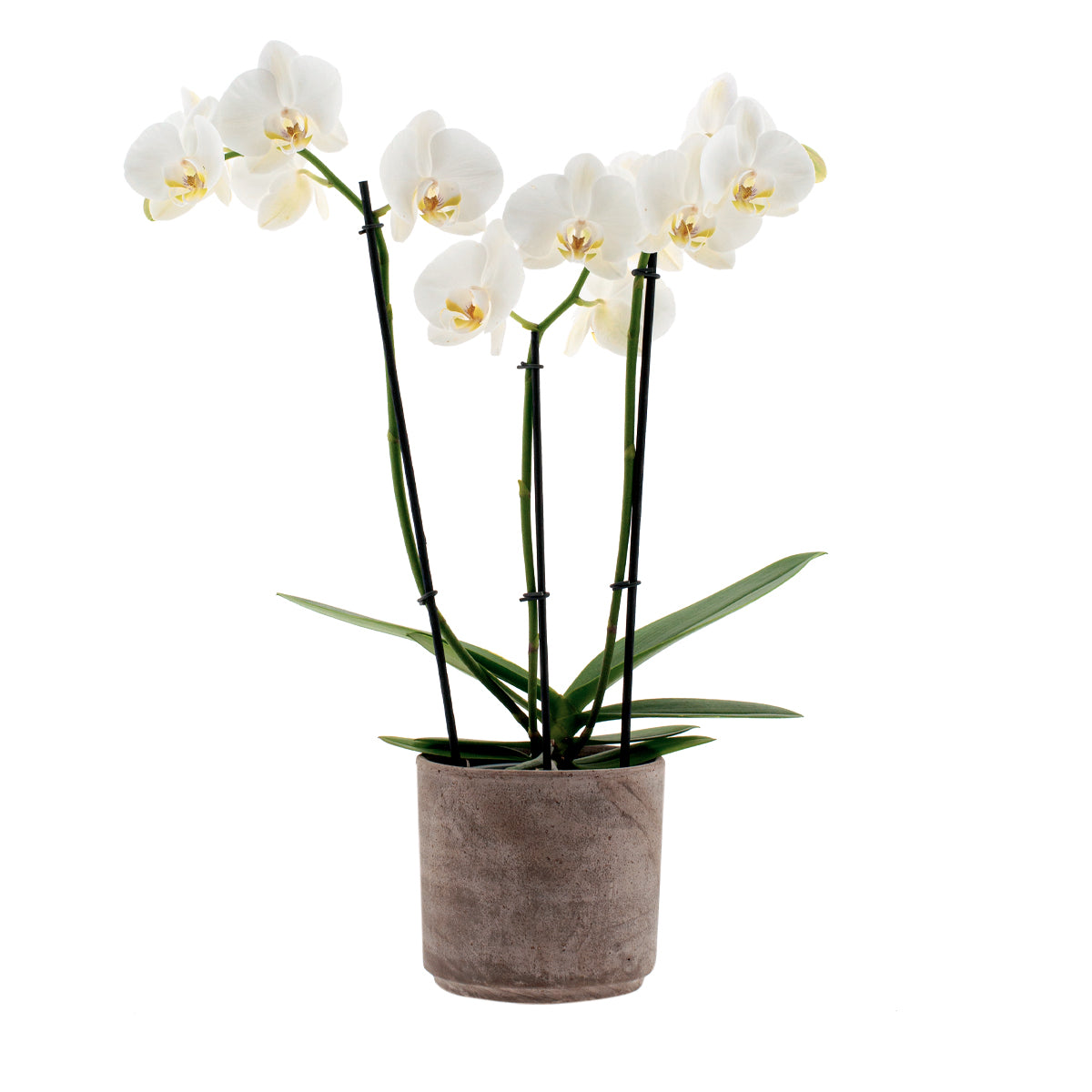 Phalaenopsis Claudia Ø12