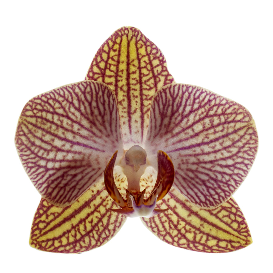 Phalaenopsis Arianna Ø12