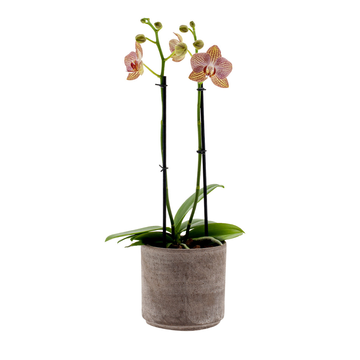 Phalaenopsis Arianna Ø12
