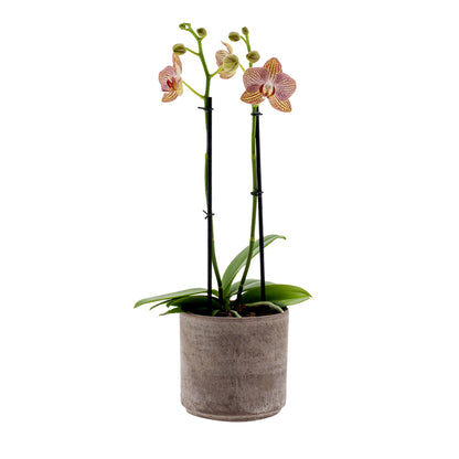 Phalaenopsis Arianna Ø12