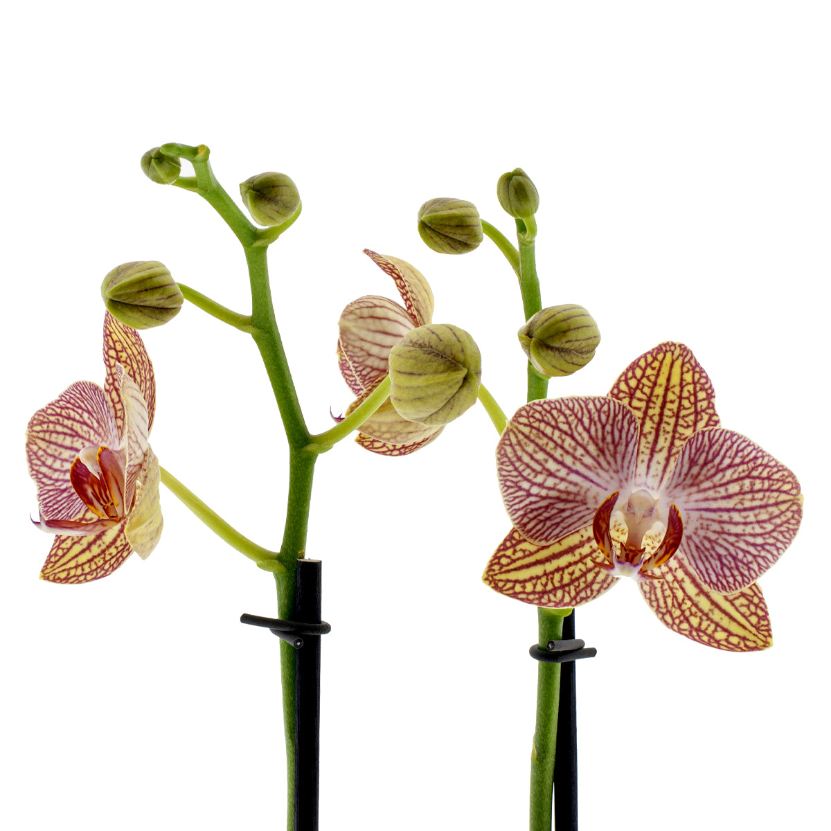 Phalaenopsis Arianna Ø12