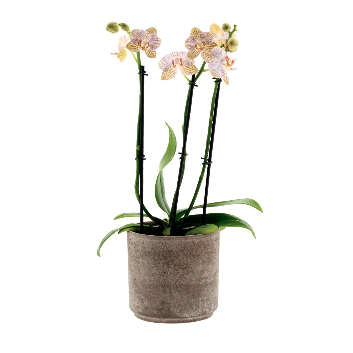 Phalaenopsis Arianna Ø12
