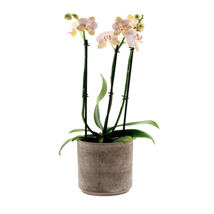 Phalaenopsis Arianna Ø12
