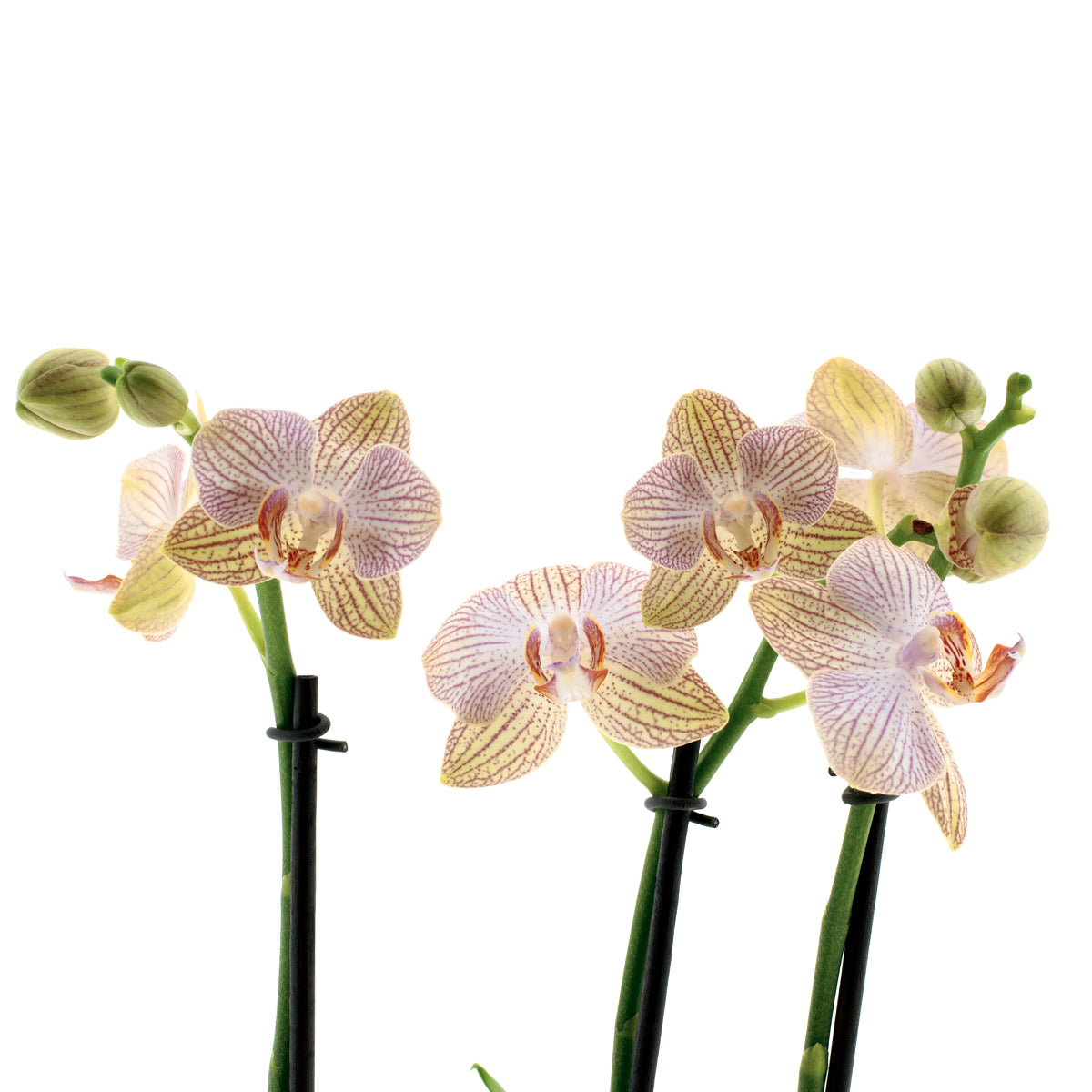 Phalaenopsis Arianna Ø12
