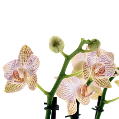 Phalaenopsis Arianna Ø12