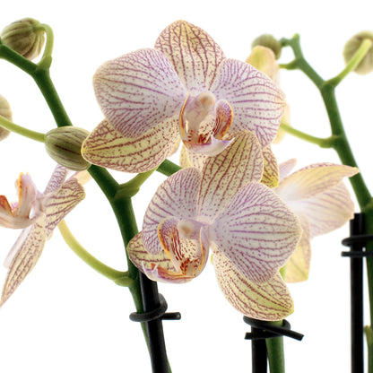 Phalaenopsis Arianna Ø12